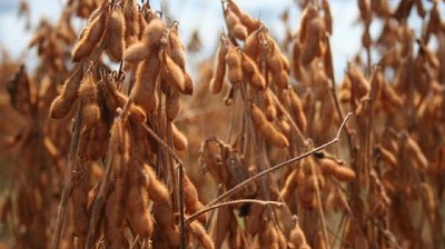 La Bolsa de Rosario reportó un nuevo recorte en la estimación de la cosecha de soja