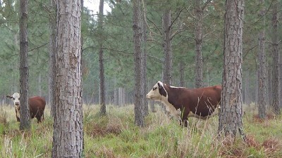 Cuáles son los beneficios para el productor de certificar Carbono Cero