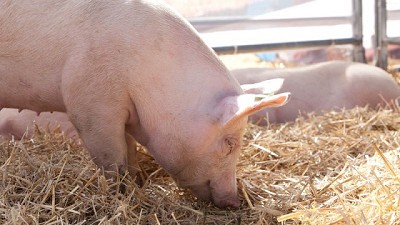 Triquinosis: principales pautas de prevención en la producción y el consumo de alimentos