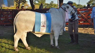 Desde Santa Fe llegaron los Grandes Campeones Brahman