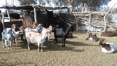 Continúa el trabajo de fortalecimiento de la Agricultura Familiar en San Luis