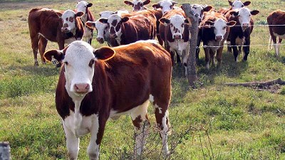 Cómo incluir el cobre en el plan sanitario de mi rodeo