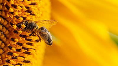 Las abejas: aliadas del ambiente y la productividad