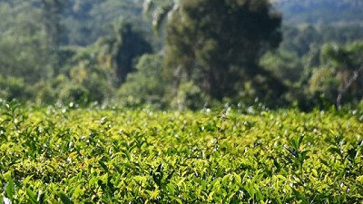 El té argentino se posiciona en el mercado mundial