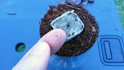 Hidroponía para niños: Jardín hidropónico