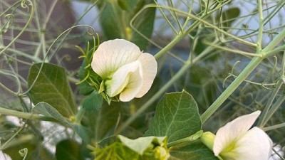 La compañía Novozymes evalúa la respuesta a la inoculación en diferentes variedades de arveja junto a empresas líderes productoras de este cultivo de especiali