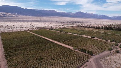 Tasting de vinos de Catamarca: tres valles al pie de la puna