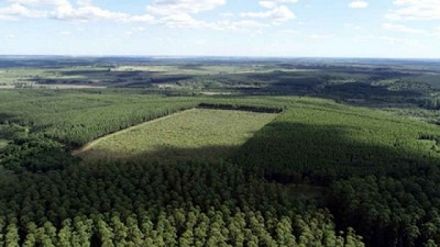 Sector forestal. Mega inversiones desembarcan en la Mesopotamia