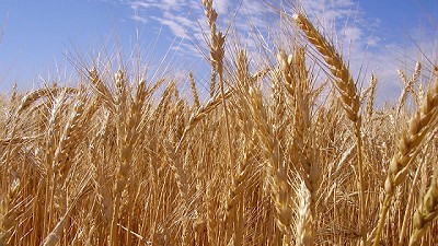 Genética con potencial de rendimiento y tolerancia a la sequía