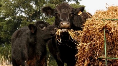 El desafío es llegar al parto con buena condición corporal