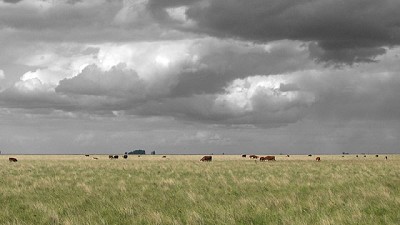 Pastizales y cambio global: ¿Qué impactos tiene usar glifosato?