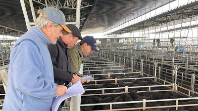 Valores excepcionales para la hacienda rematada en el Concurso de Novillos de inicio de la Semana Angus