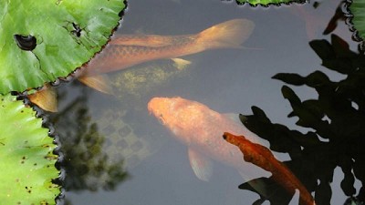 AG-Innovation: Conoce un sistema de reciclaje de aguas grises a través de plantas y peces