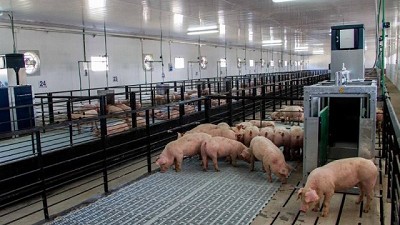 El sorgo: Una alternativa en nutrición porcina