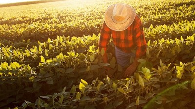 Mendoza apunta a reforzar la exportación de ajos a Brasil (más de 70.000 familias que trabajan en el sector se verán beneficiadas)