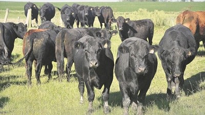 Novillo Mercosur con el menor nivel de precio desde enero