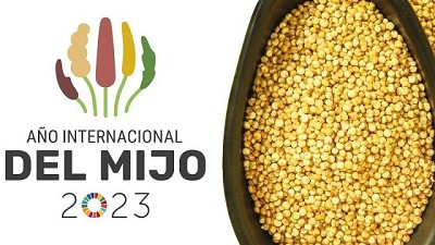 El mijo como alternativa sostenible para la seguridad alimentaria global