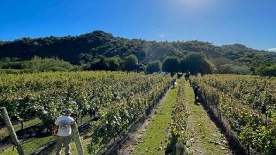 Familia Benito, la bodega con 5 varietales y busca duplicar superficie y botellas