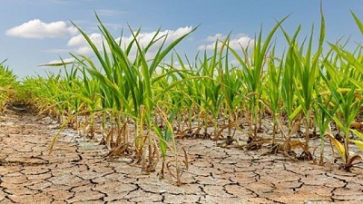 La sequia en los balances de las empresas agropecuarias