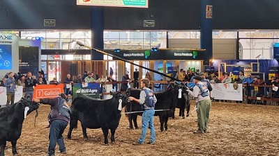 Rodolfo Acerbi: “Queremos contribuir a que la genética Angus se potencie y se exporte”