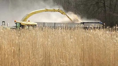 El cultivo que está revolucionando la bioeconomia europea