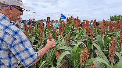 Maíz, girasol, y sorgos tolerantes a pulgón amarillo, razones del crecimiento de RAGT Semillas