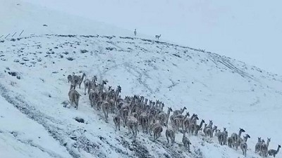 Piden medidas más rápidas y concretas para reducir la población de guanacos