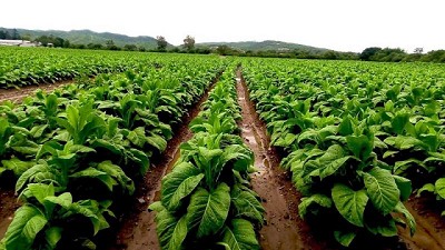 Integral, balanceada y tecnológica: cómo es la nutrición de punta del tabaco