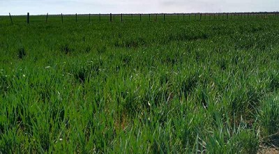 5,6 M de ha de trigo 2023/24: las lluvias salvaron la siembra argentina de una caída abrupta