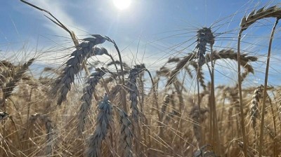 Buena implantación en cebada y trigo, panorama más complicado para la colza