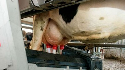 El ordeño con robots, ¿beneficia la salud de la ubre?