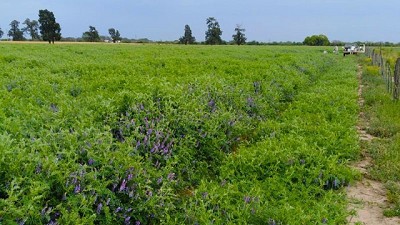 Verdeos de invierno, una alternativa que complementa la oferta forrajera