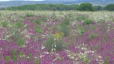 La Argentina contribuye a la conservación de los recursos genéticos ornamentales