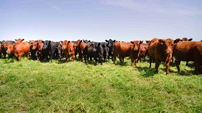 El programa de carbono que busca escalar la ganadería regenerativa en Sudamérica, alcanza las primeras 153.000 hectáreas