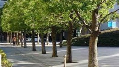 Día Mundial del Árbol - el rol clave de los árboles urbanos