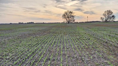 El sudeste de Buenos Aires eludió la sequía y las malezas 