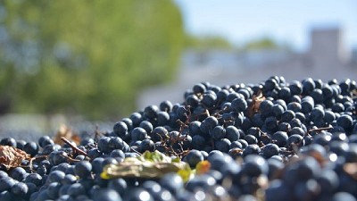 Invierten $300 millones para el desarrollo del Enoturismo