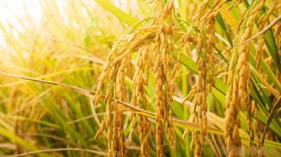 Aminoácidos: aliados indispensables para todo tipo cultivos 