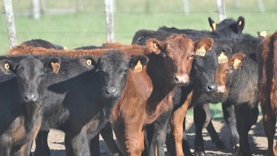 Pese a la sequía promedio de preñez llegó a 71,2%