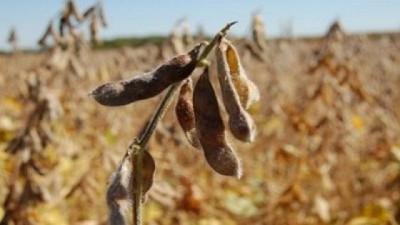 ¿Se cortará la racha positiva para la soja?, por Manuel Alvarado Ledesma - Agrositio
