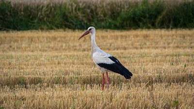 Ser sustentable en campos alquilados