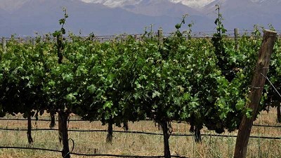 Utilizan biotecnología para eliminar virus de las plantas de vid