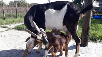 Tambos caprinos: de producción alternativa a negocio redituable