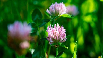 La otra cara de la agroecología