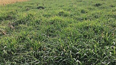 Salud de suelo: ¿hacia la agricultura perenne?