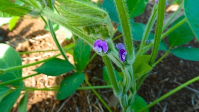 Presentan una variedad inédita de soja que resiste a la roya asiática
