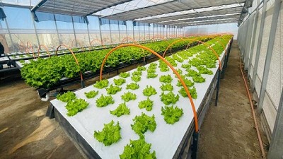Agricultura en el desierto: Innovación en sistemas hidropónicos para uso del Río Loa
