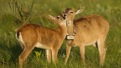 Colaboración privada y pública logran la mayor población de venados en Argentina