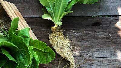 Nygaia: El sustrato biodegradable del futuro