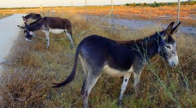 Tierra del Fuego: incorporan burros para proteger el ganado de perros salvajes 